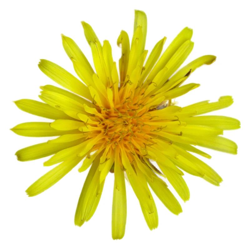 Meadow Pippau Dandelion