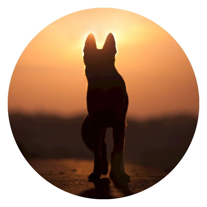 German Shepherd / Wolf Silhouette