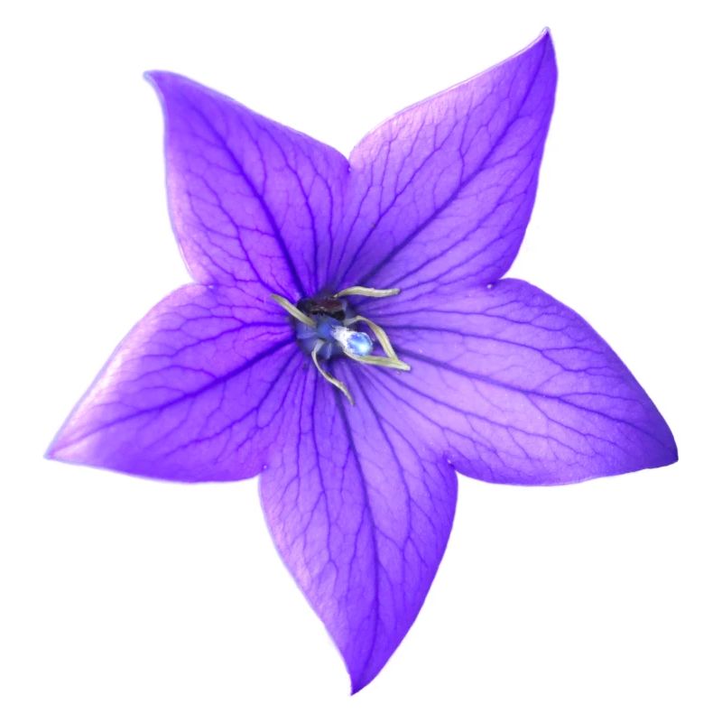 fleur pourpre