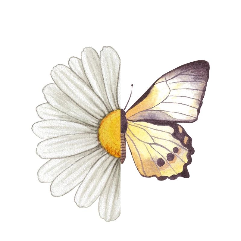 Daisy butterfly