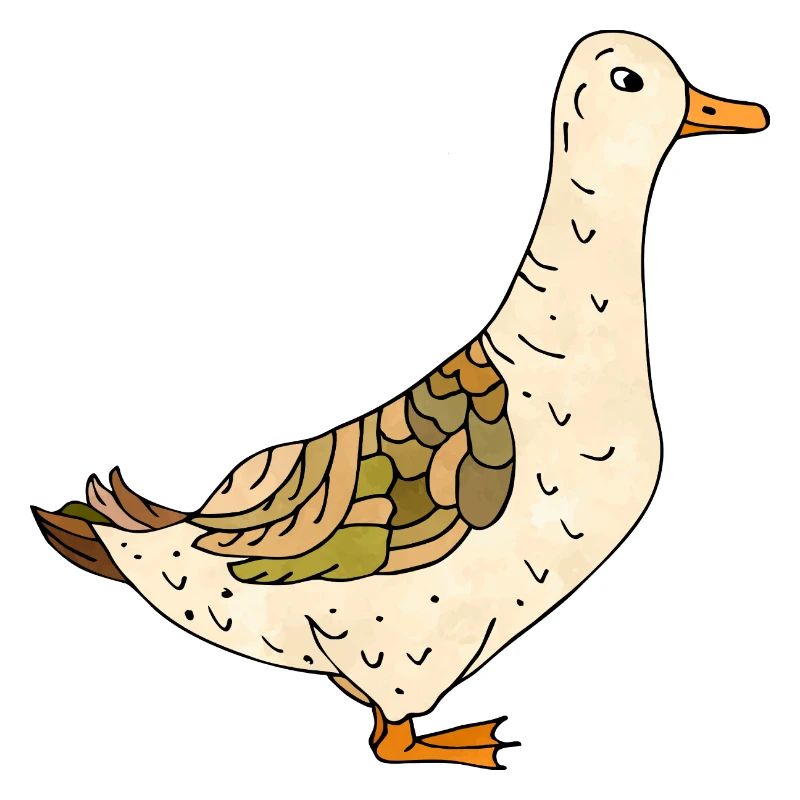 Canard