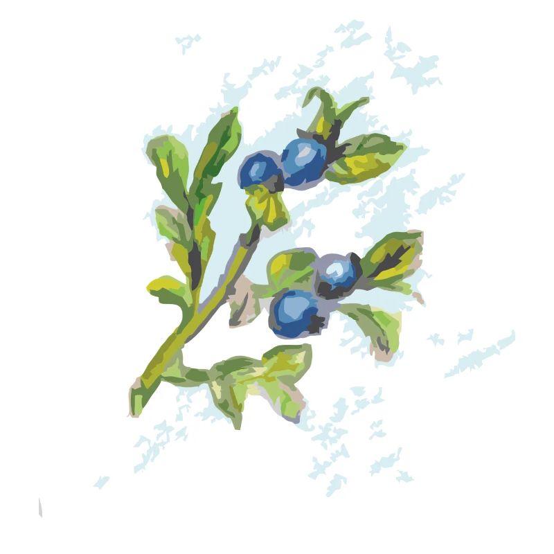 myrtille
