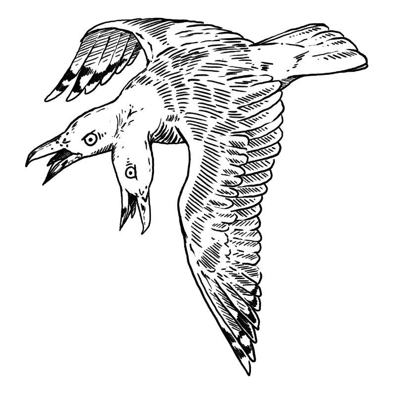 Mouette bicéphale