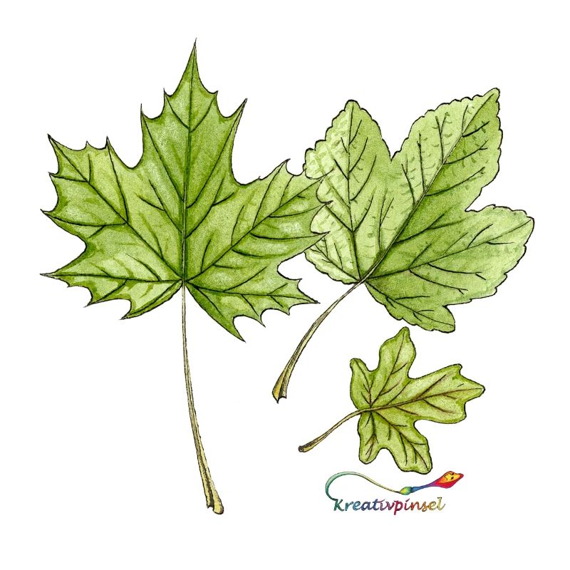Feuilles d’érable