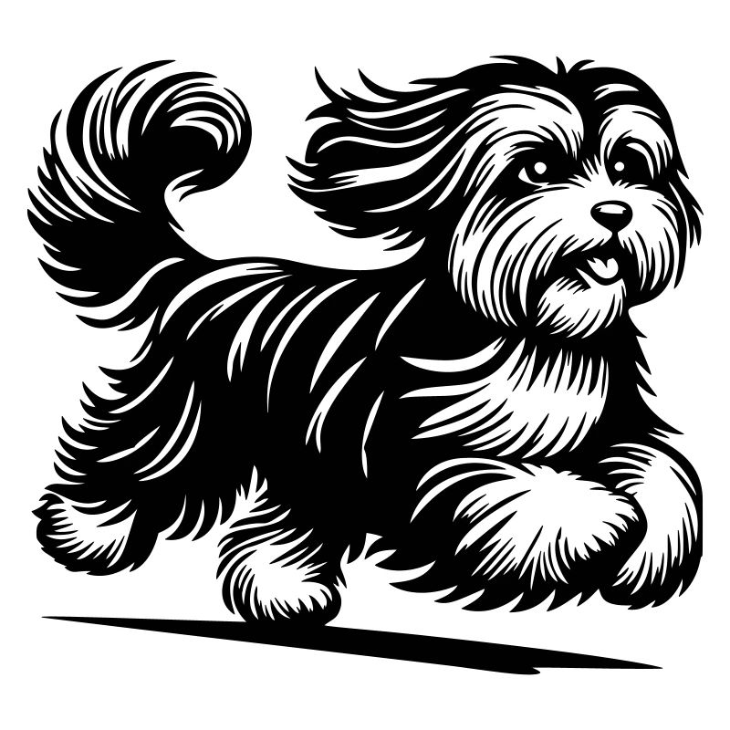 Havanese
