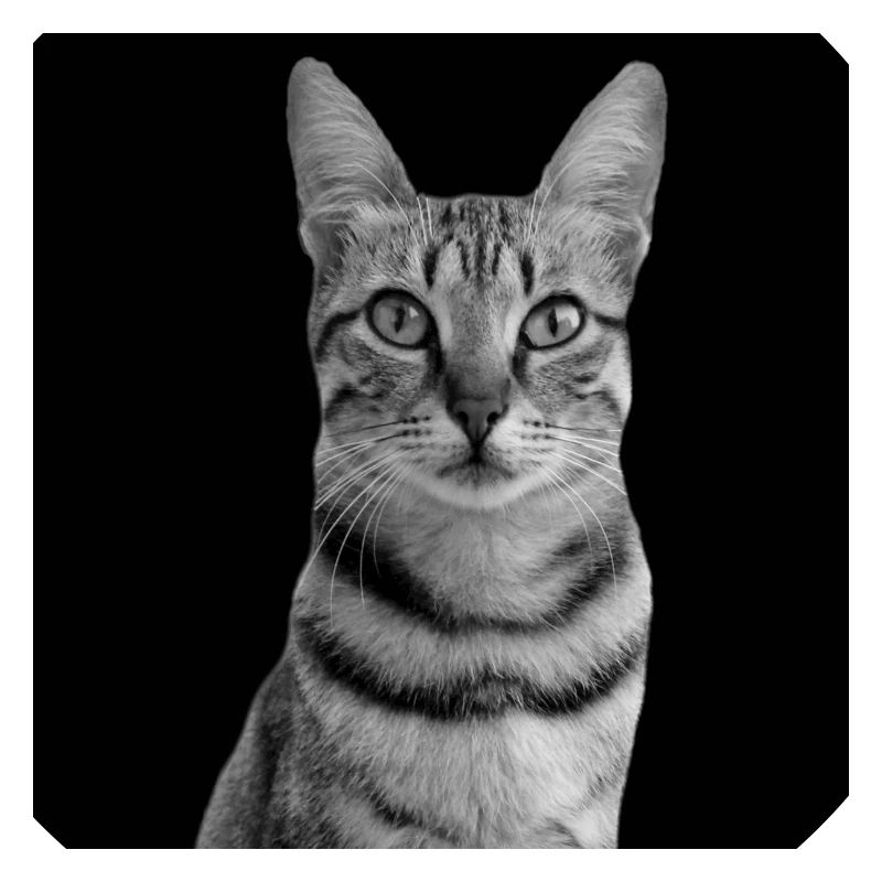 Chat blanc-noir Chat noir et blanc