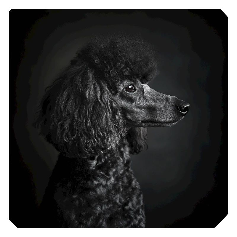 Animaux noirs - Caniche noir