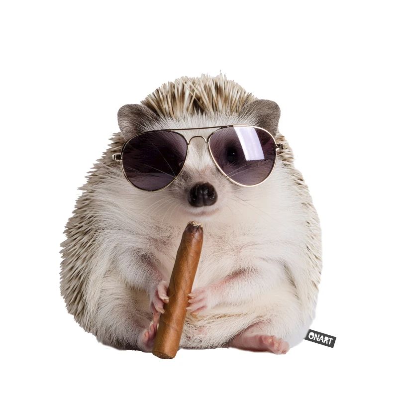 Hérisson cool