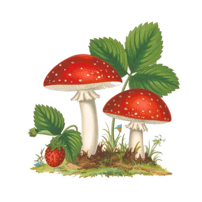 strawberries,vintage,retro,toadstool,forest