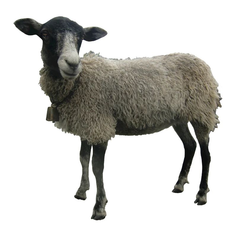 Sheep