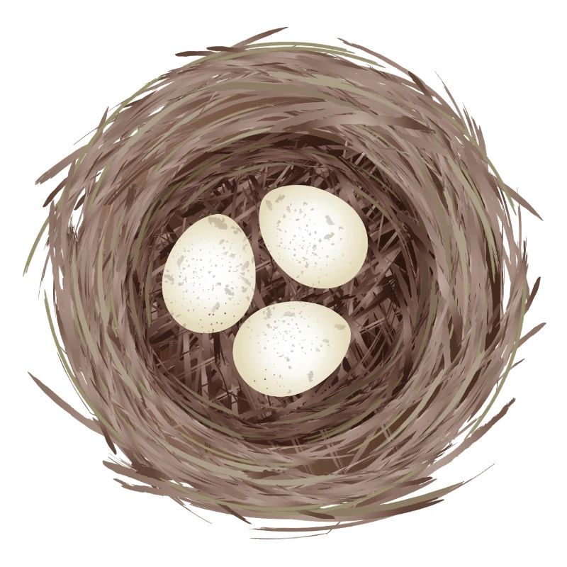 Vogelnest mit drei Eiern – Natürliche Illustration