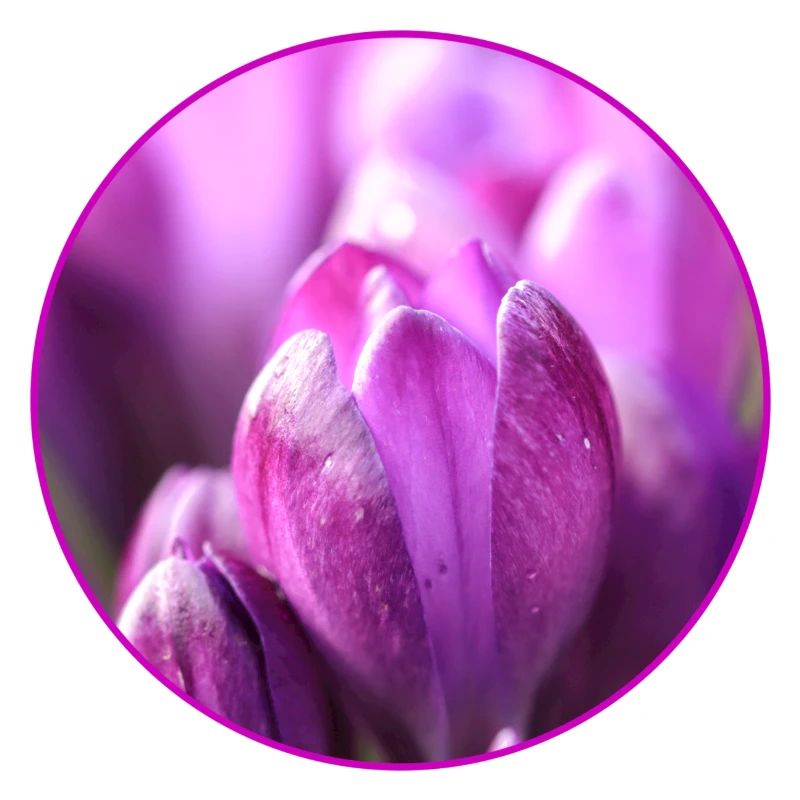 Crocus Crocus Fleurs violettes Crocus Bourgeon de crocus