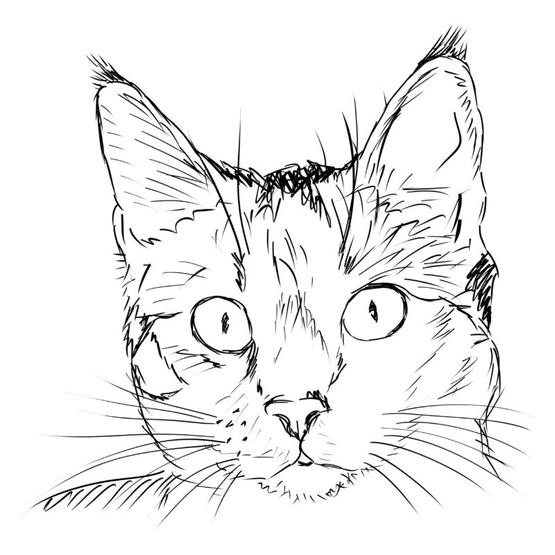 Cat drawing