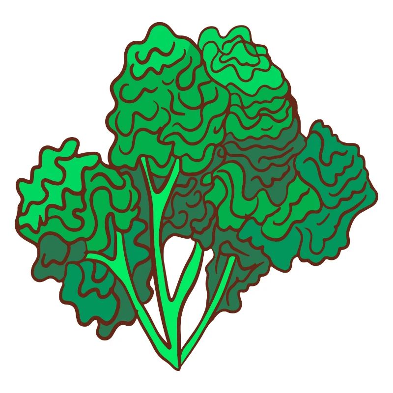 kale brown cabbage Cabbage Cabbage