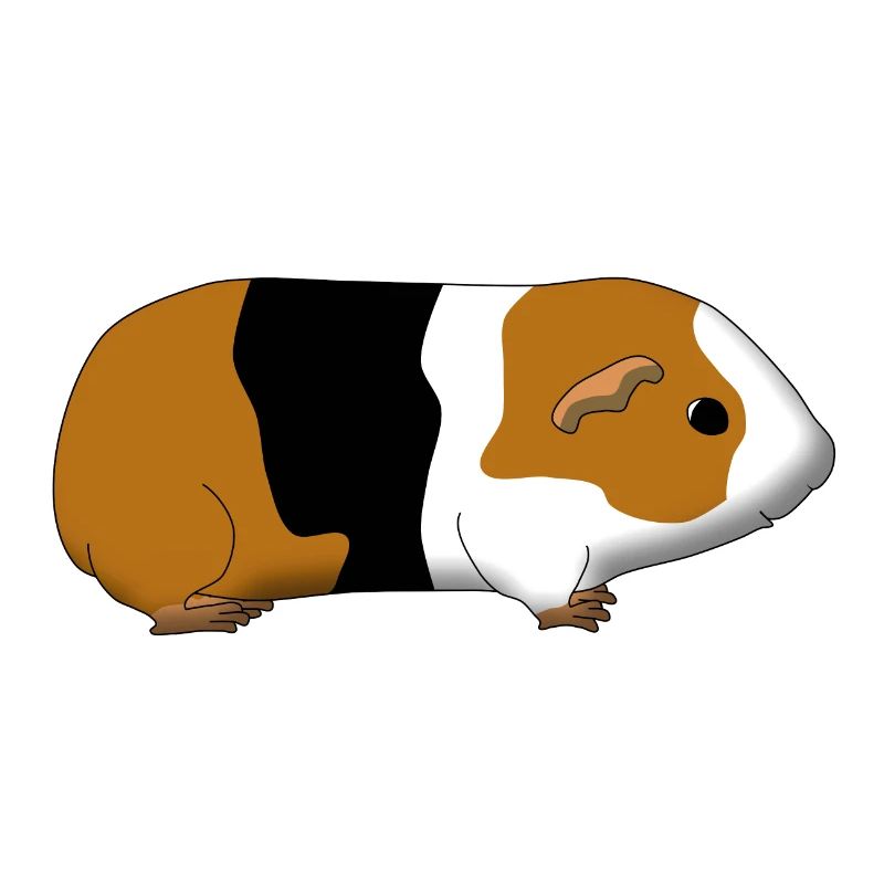 guinea pig