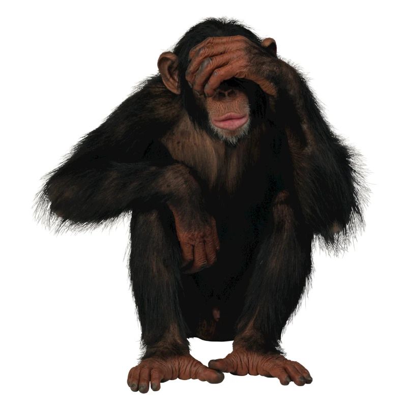 monkey