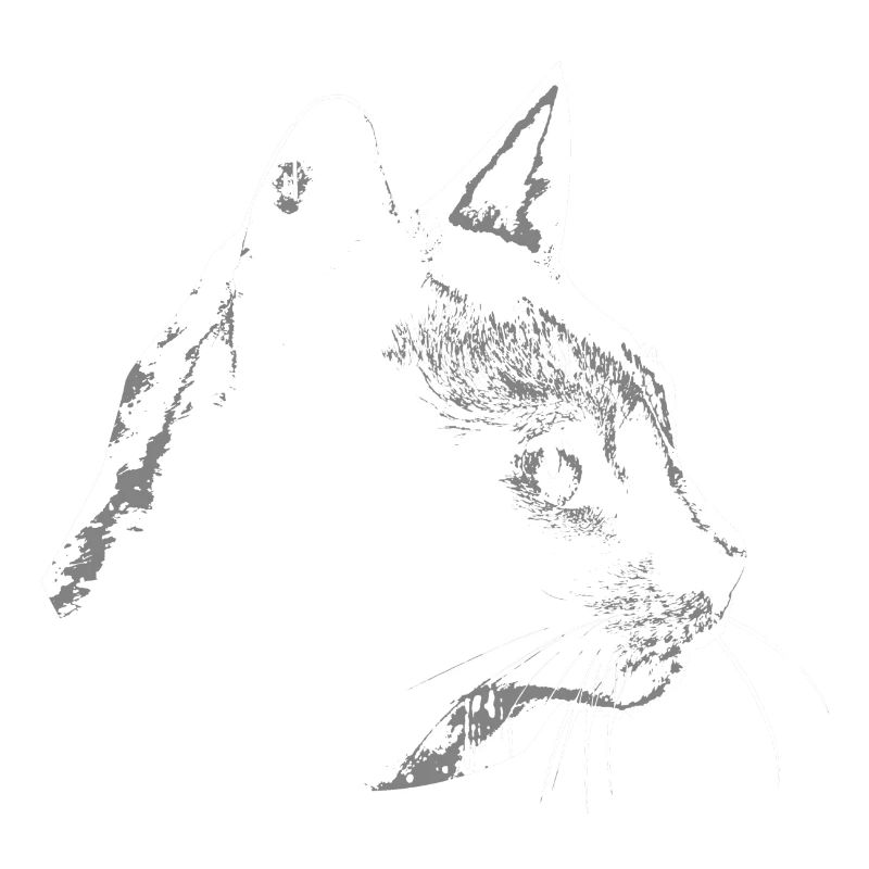 Silhouette de chats