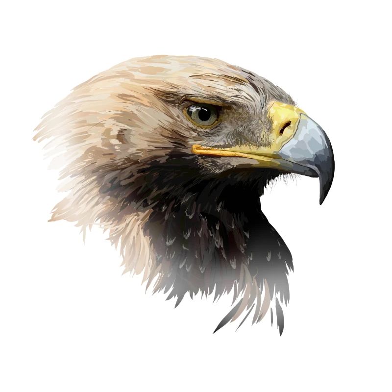 aigle