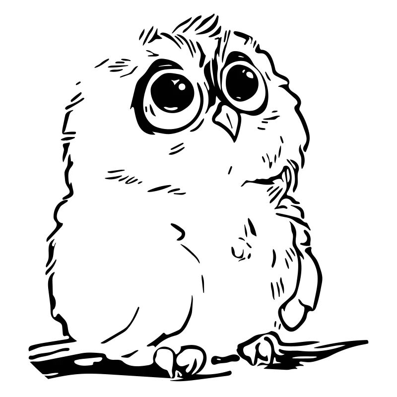 Cute owl