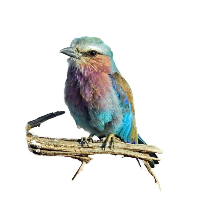 oiseau coloré - oiseau coloré
