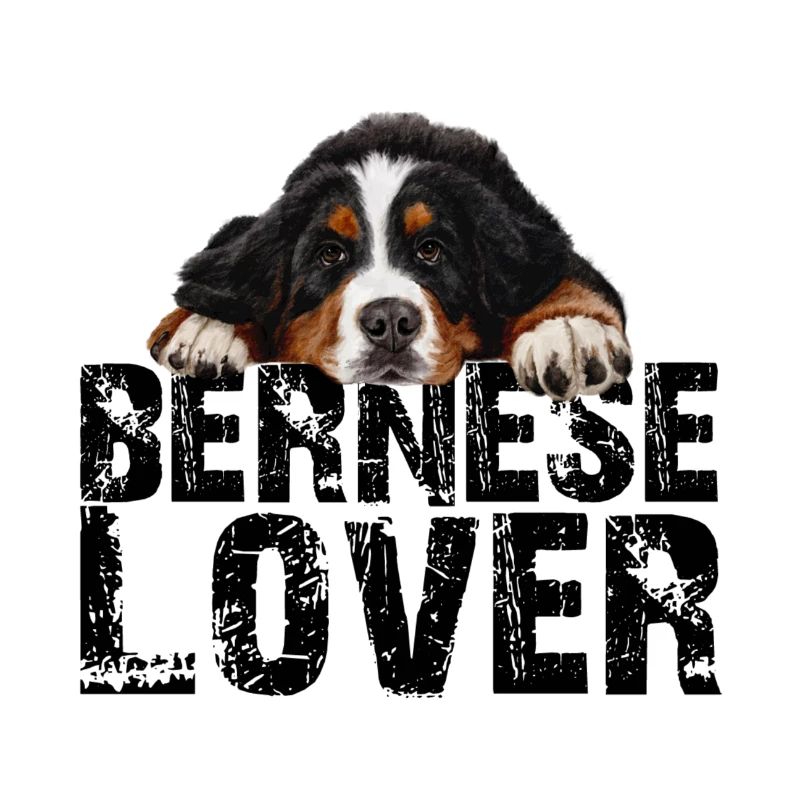 Bouvier bernois