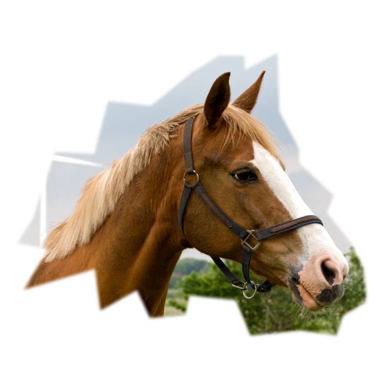 Horse. Pferd.