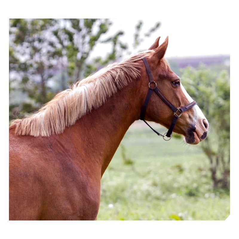 Horse. Pferd.