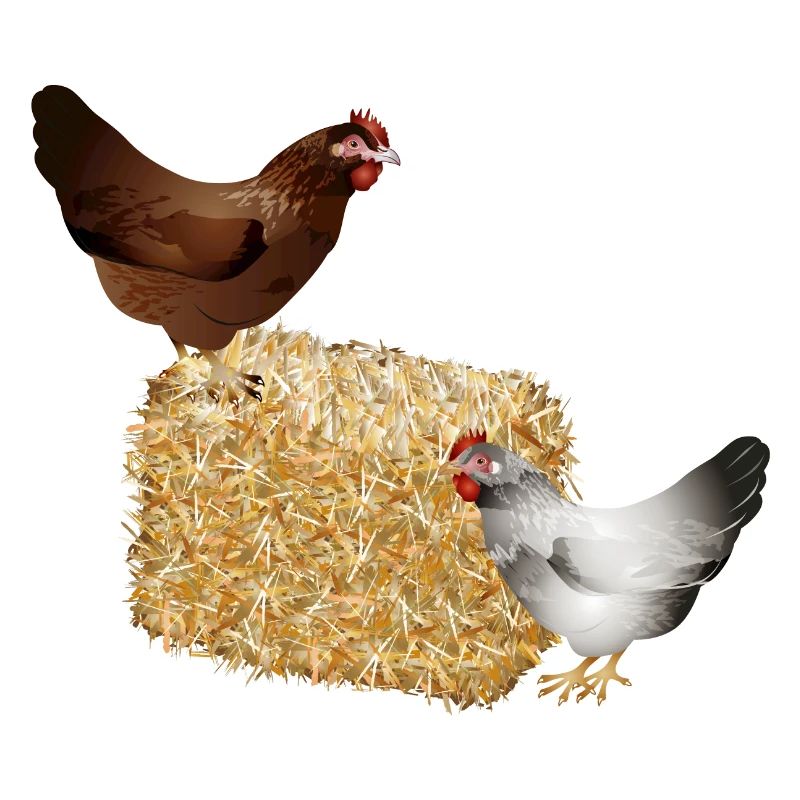 zwei Hühner auf einen Strohballen