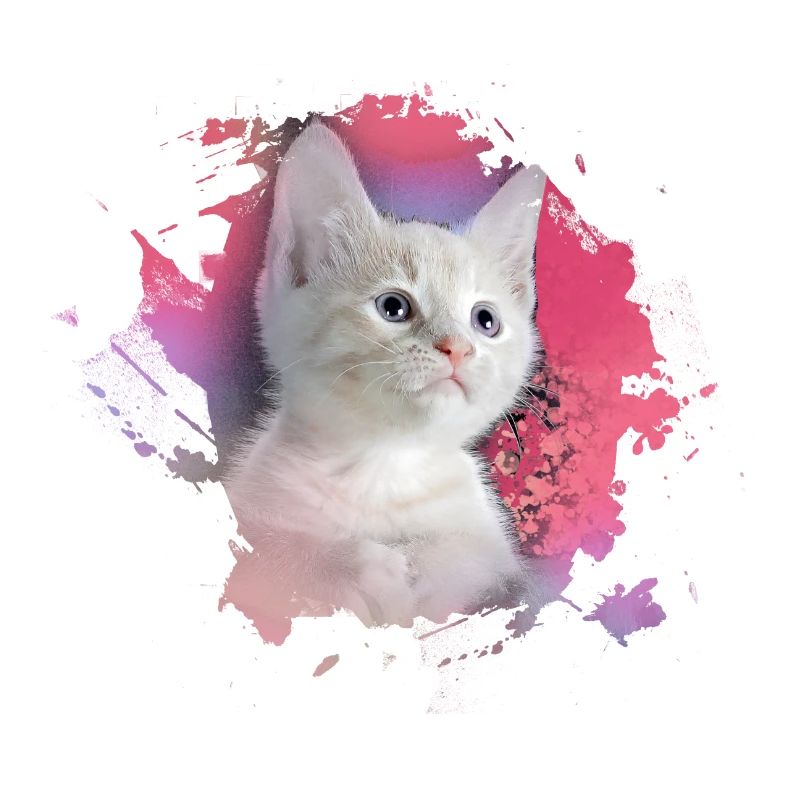 kitten,cat,kitten,graffiti,painting,pink