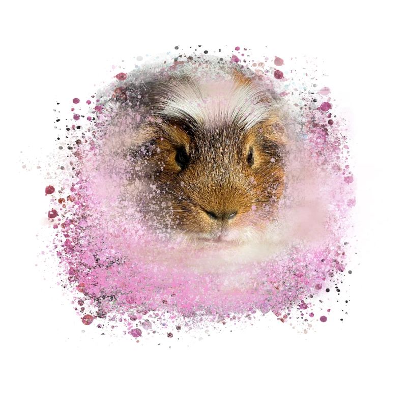 cochon d’Inde, graffiti, peinture, rose, rose