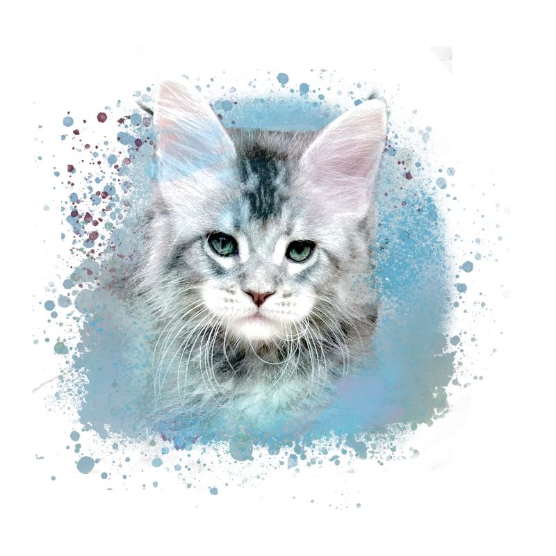 kätzchen,katze,graffiti,malerei, Maine-Coon-Katze,
