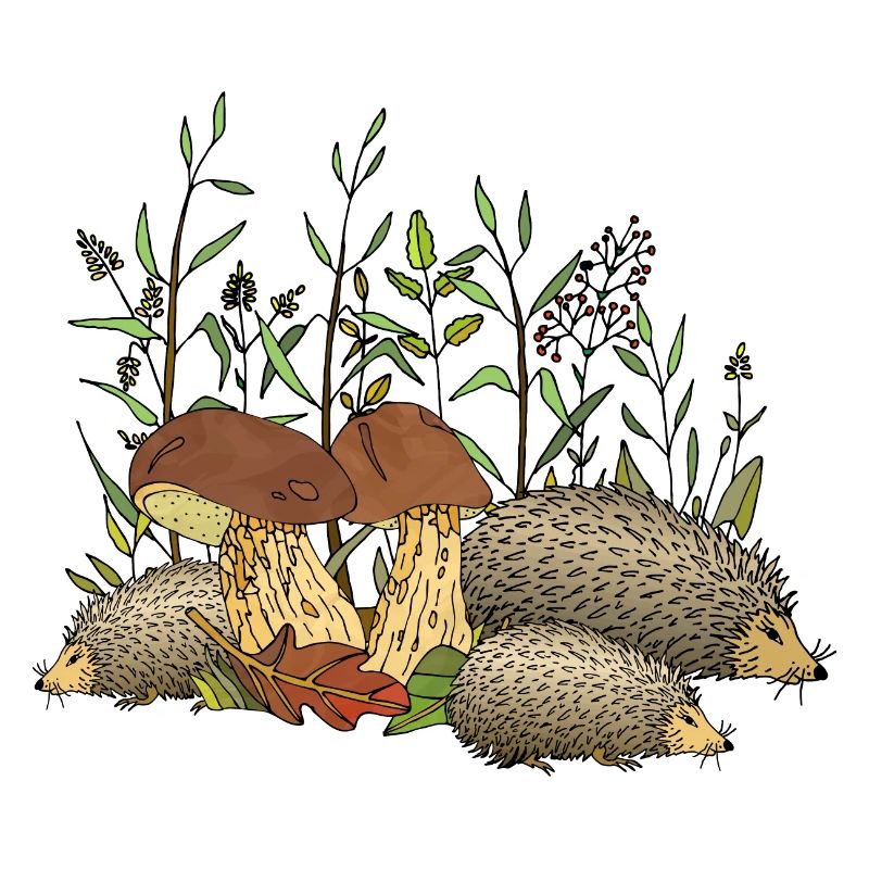 Hedgehogs
