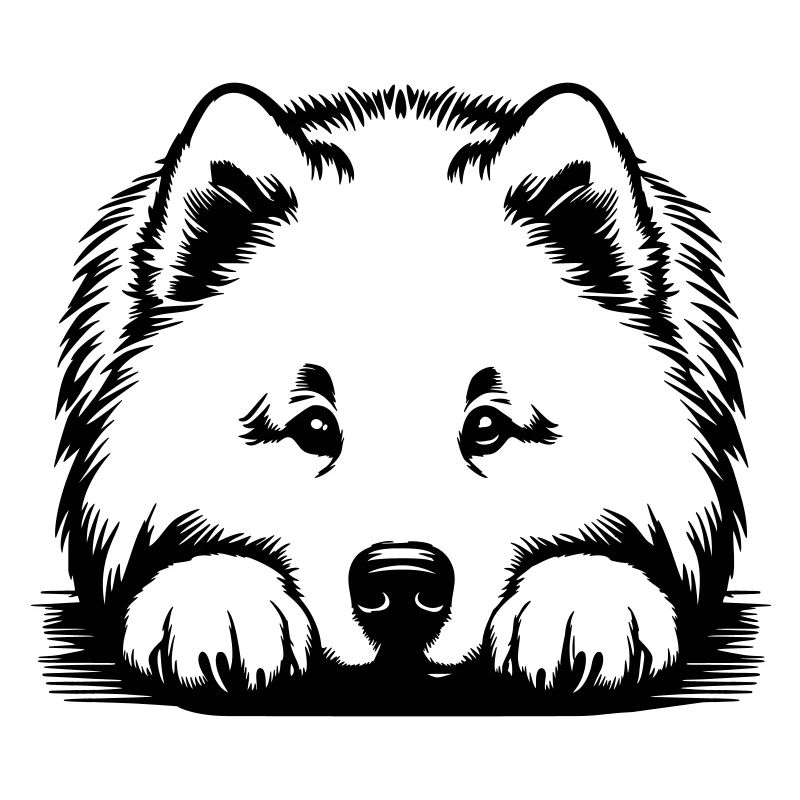 Samoyed head with paws
