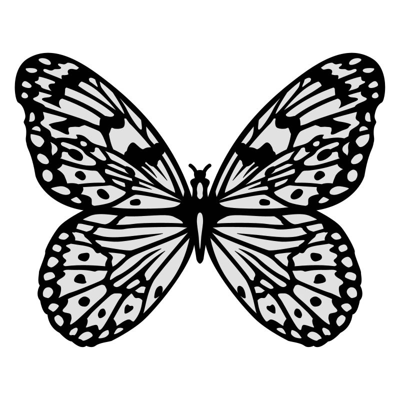 Papillon