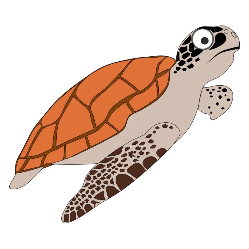 turtle