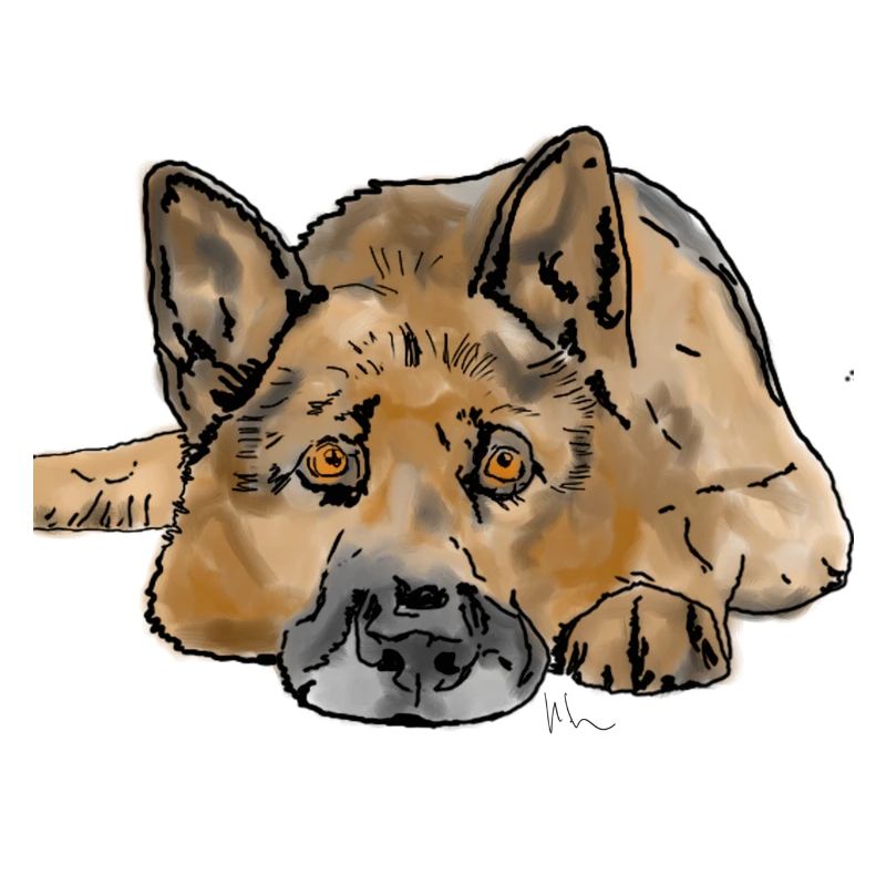 Deutscher Schäferhund