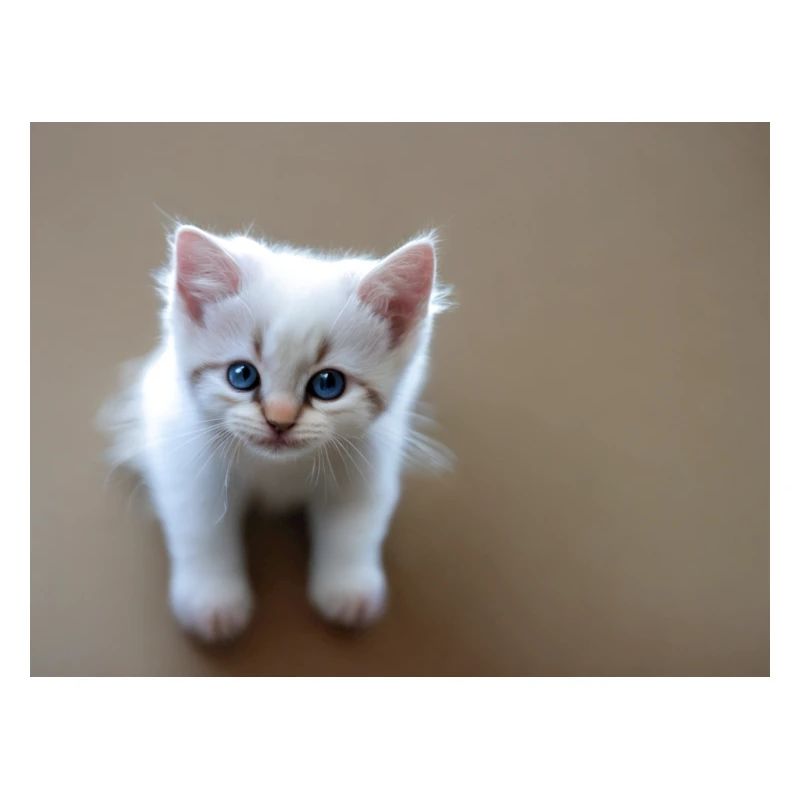 Kitten cute blue eyes