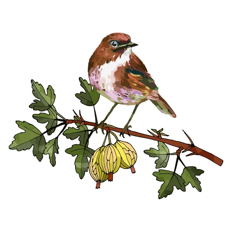 Oiseau coloré