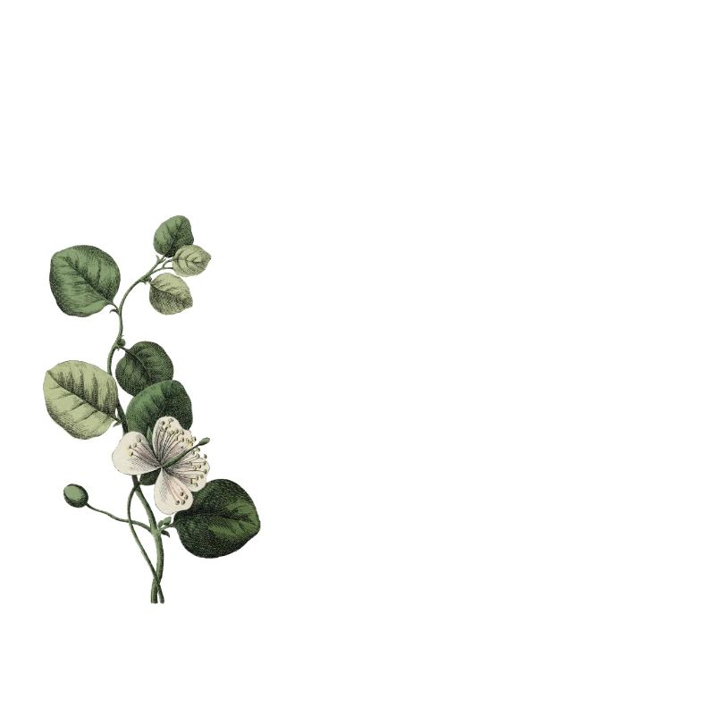 Nummer 18 Blumengrün -18. Blumengeburtstag