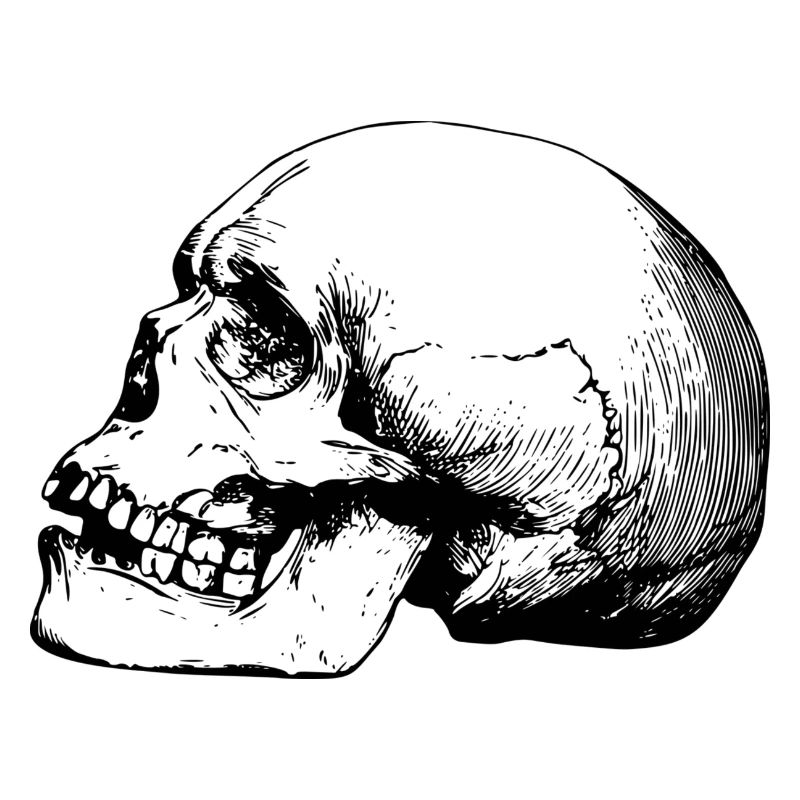 Skull
