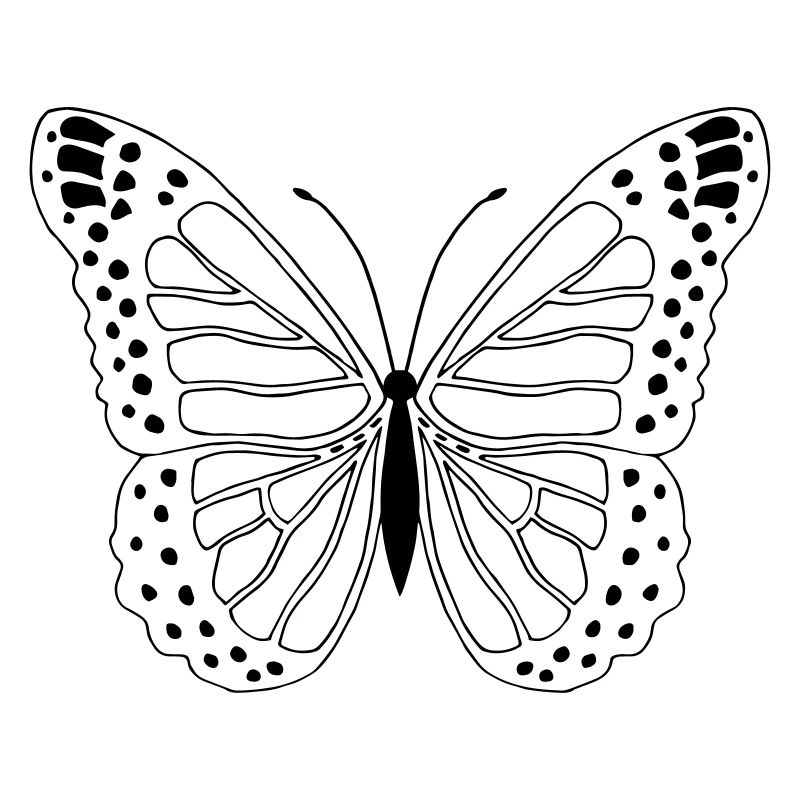 Butterfly Butterfly Papillon