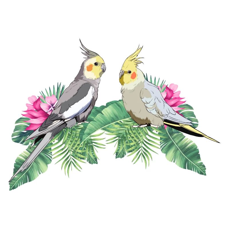 Perruche perruche calopsitte