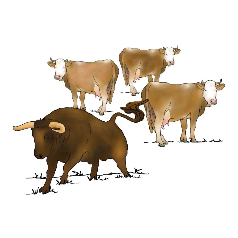 Bull, cows