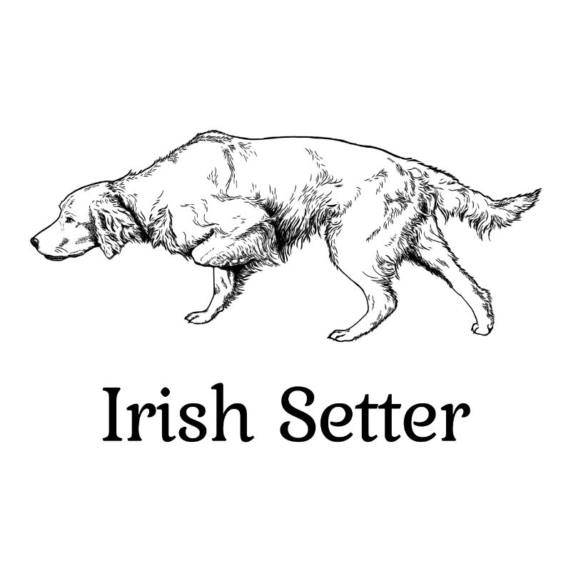 Irish Setter above