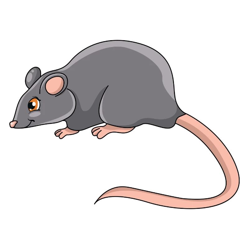 Rat