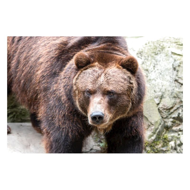 Braunbär Ursus arctos