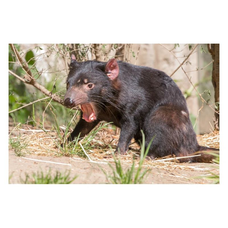 Tasmanian Devil (in german Beutelteufel)