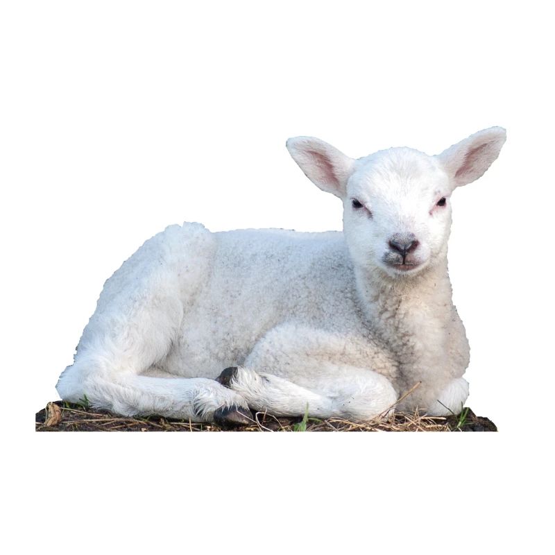 Lamb Easter Sheep Spring Animal