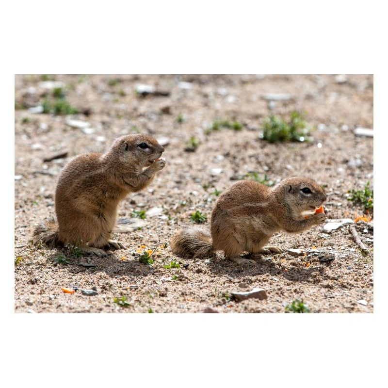Spermophiles d’Afrique Borstenhörnchen Xerus