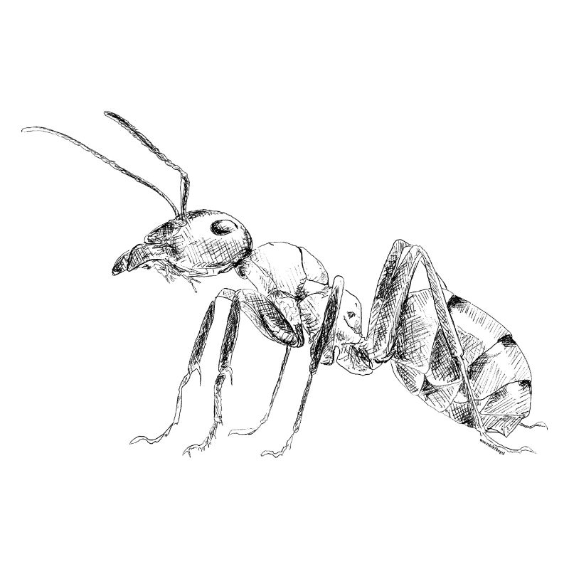 Ant